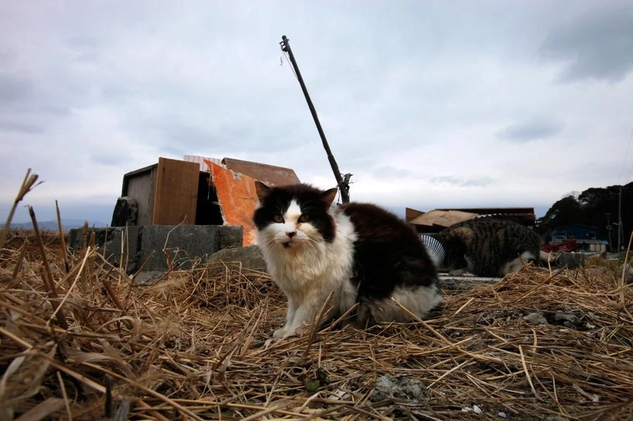 Above, a stray cat in Japan. Police turned their attention to the stray cats loitering around Mayuko Matsumoto’s house after realizing her wounds were caused by the feral felines, and found traces of what may be human blood on one of them. (AP)