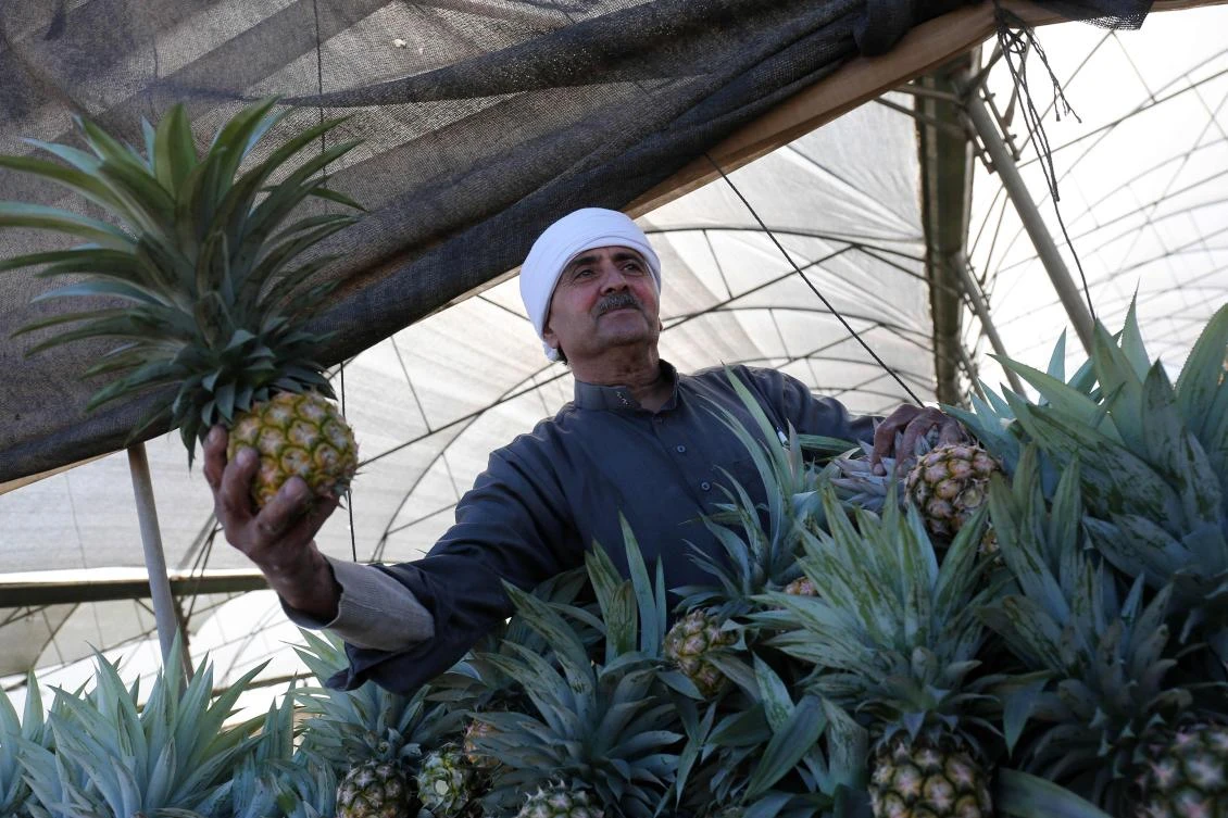 A Palestinian man holds a pineapple during a harvest at a farm in Khan Yunis in the southern Gaza Strip. (AFP)