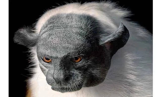 An Pied Tamarin is photographed by Tim Flach in this photo part of the book "Endangered". (AFP)