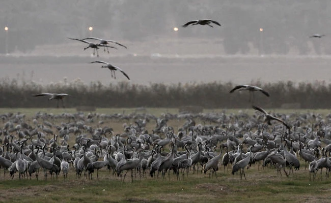 A picture taken on November 16, 2017 shows Gray Cranes at the Agamon Hula Lake in the Hula valley in northern Israel. (AFP / MENAHEM KAHANA)