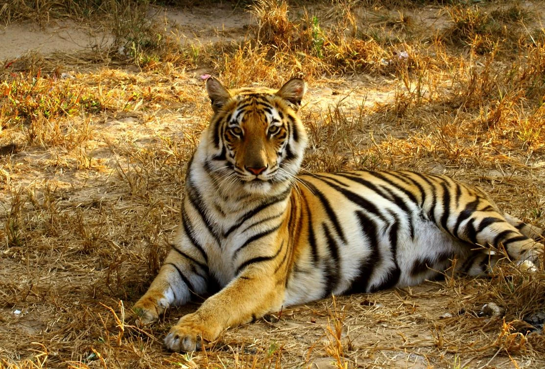 While the Bengal tiger is believed to be the most numerous of tiger species, there are only around 2,500 remaining in the wild, according to the World Wildlife Fund (WWF).