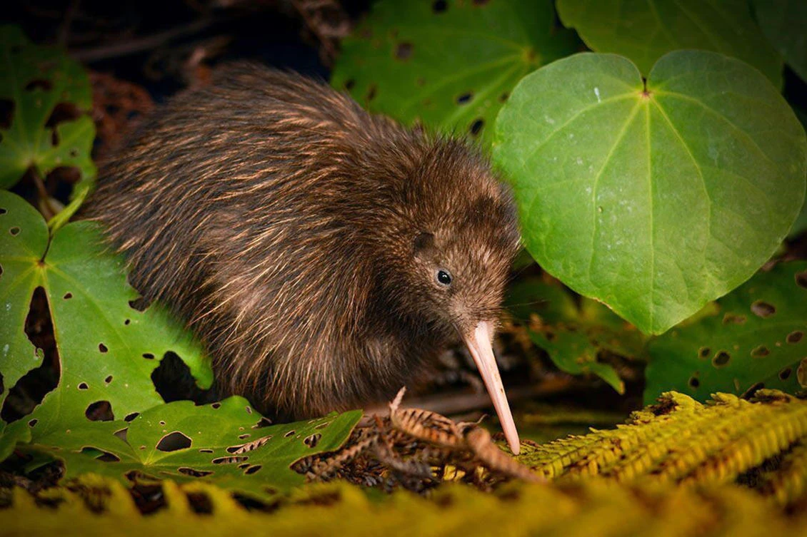 This undated photo released by International Union for the Conservation of Nature (IUCN) shows a Northern brown kiwi in New Zealand. Global conservation group IUCN’s update issued Tuesday, Dec. 5, 2017, mostly includes news of grave threats to many species, much of it caused due to loss of habitat and unsustainable farming and fisheries practices. The IUCN said that it has upgraded the Okarito kiwi and the Northern Brown kiwi from endangered to vulnerable thanks to progress in controlling predators like weasel-like stoats and cats. (Neil Robert Hutton via AP)