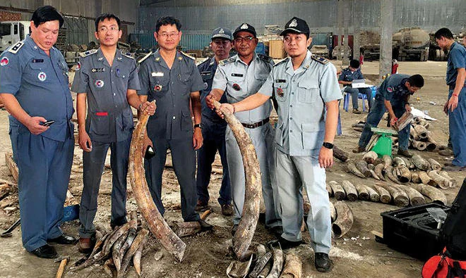 Cambodian authorities hold pieces of ivory after a shipment was seized in Preah Sihanouk province. Cambodia has seized nearly a ton of ivory hidden in hollowed-out logs and discovered inside an abandoned shipping container, an official said on Wednesday. (AFP)