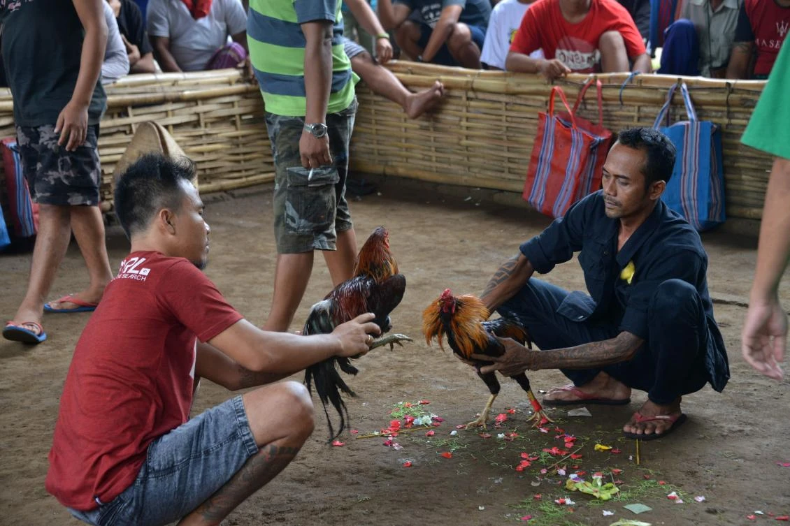 A crowd gathers at a clandestine site where birds battle each other — usually to the death — in a gory spectacle known as tajen, which meshes bloodsport with ancient Balinese Hindu traditions, in Karangasem, Bali. (AFP)