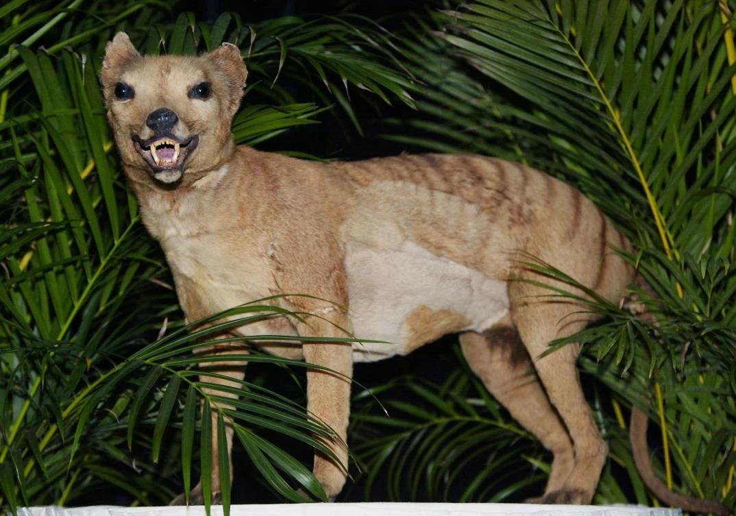 This file photo taken on May 25, 2002 shows a stuffed Tasmanian tiger (Thylacine), which were declared extinct in 1936.(AFP)