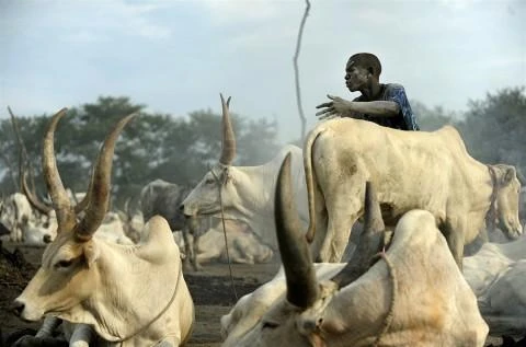 Sudan cattle herder (AP)
