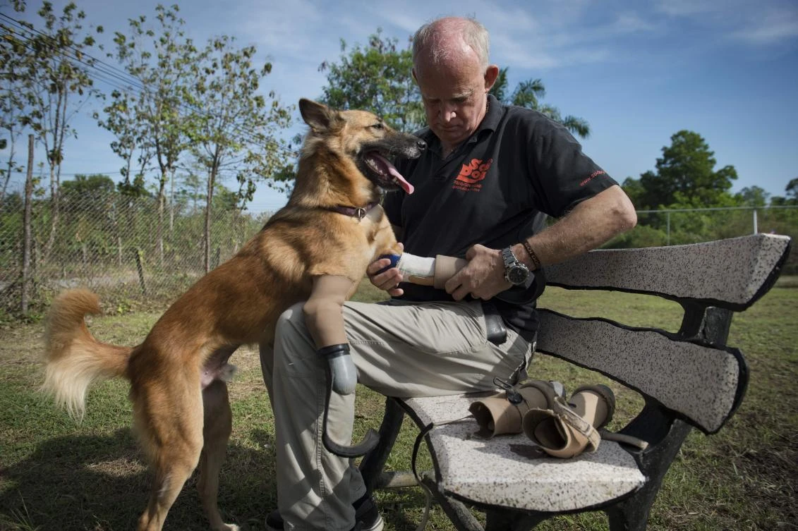 Above, owner John Dalley fits Cola the dog with his curved ‘blade runner’ prosthetic legs at Soi Dog Foundation in Phuket. (AFP)
