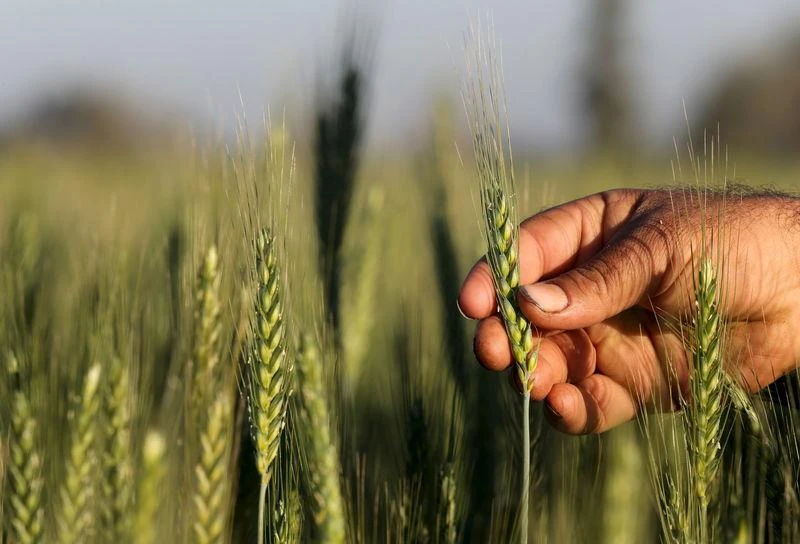 Egypt, the world’s biggest importer of wheat, consumes 17 million tons of the grain per year but produces no more than 9.6 million tons. (Reuters)