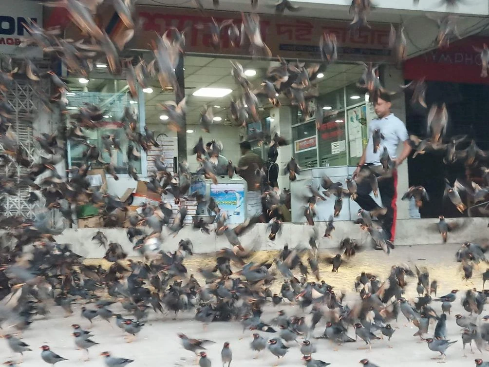 Samor Kumar Ghosh feeding birds. (AN photos)
