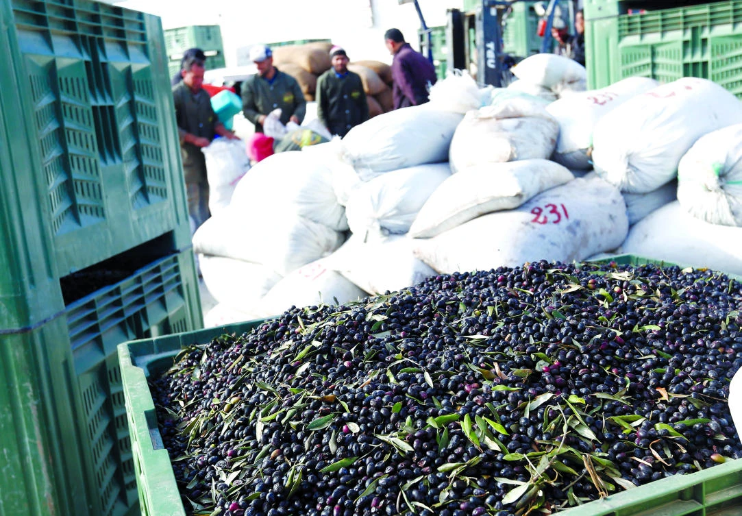 Workers stand in front of crates of olives at a processing factory in Beni Hassen city. Tunisia expects olive production to jump by 160 percent in the 2017 season. (Reuters)
