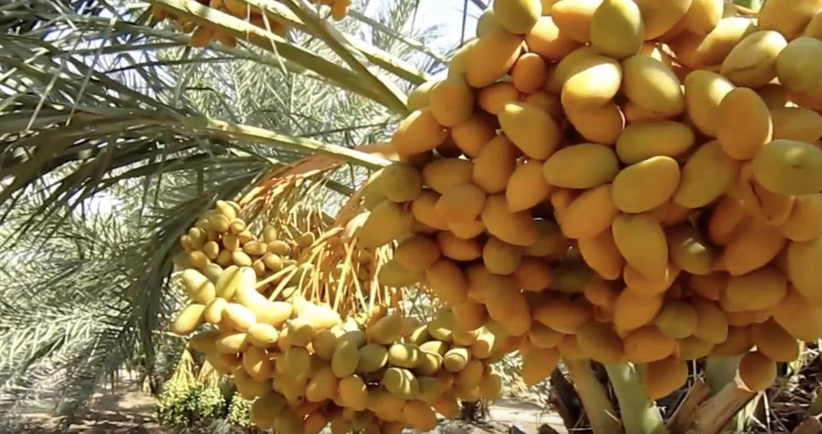 Palestinian dates. (Photo courtesy: YouTube screengrab)