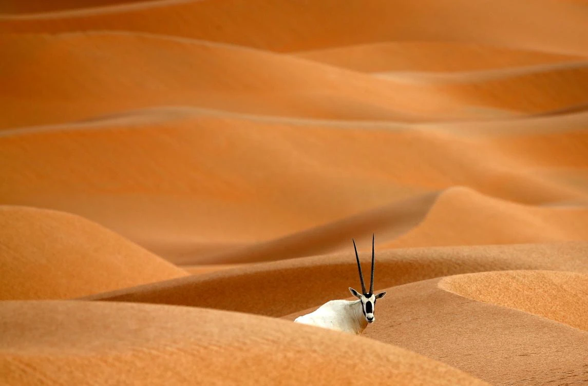 Oman opens sprawling oryx reserve to ecotourists