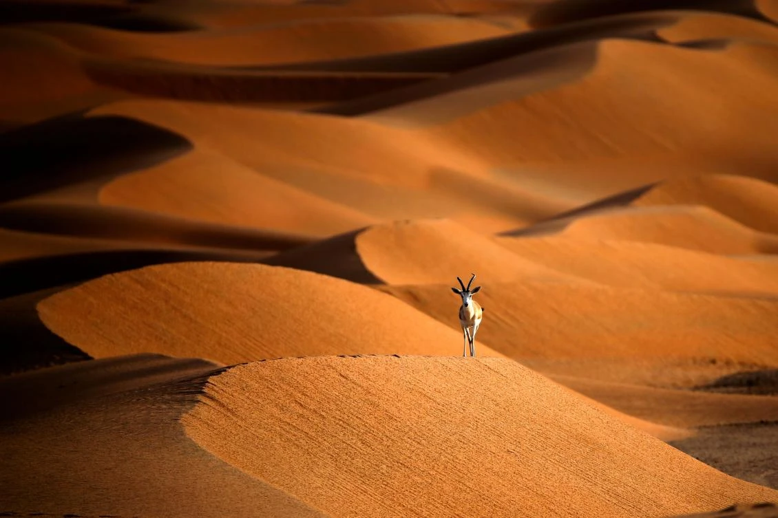 A sand gazelle at an Arabian Oryx Sanctuary in Umm Al-Zamool, some 290 kilometers south of Abu Dhabi near the border with Oman and Saudi Arabia. Oman is looking to carve itself a new niche in ecotourism by opening up a sanctuary for one of the desert’s most fabled creatures. (AFP)