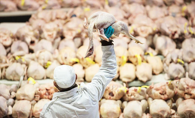 Saudi government on top of efforts to contain H5N8 avian flu outbreak