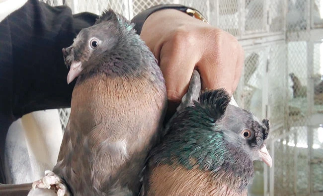 A pair of Al-Zaim pigeons up of sale in Madinah's bird market.