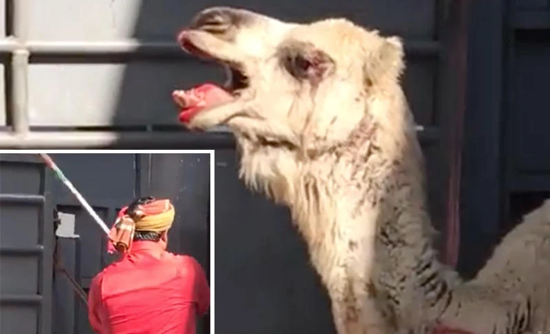 A camel is seen bleeding after being brutally beaten by a slaughterhouse worker in Makkah. (Video grab)
