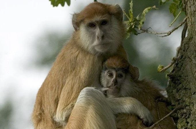 Patas monkeys