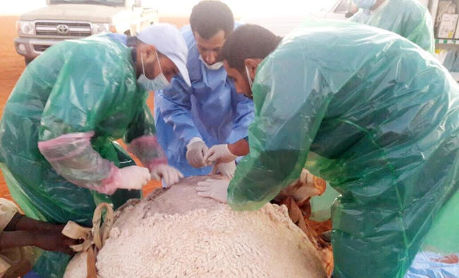 Vets perform an emergency C-section on a camel at King Abdulaziz Camel Festival near Ramah. (AN photo)