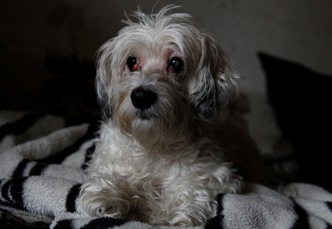 Dog guards body of dead owner for weeks over Christmas