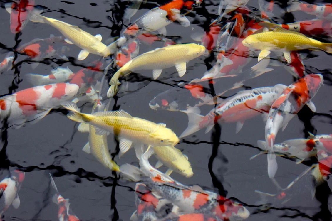 Koi story: priceless Japanese fish make a splash