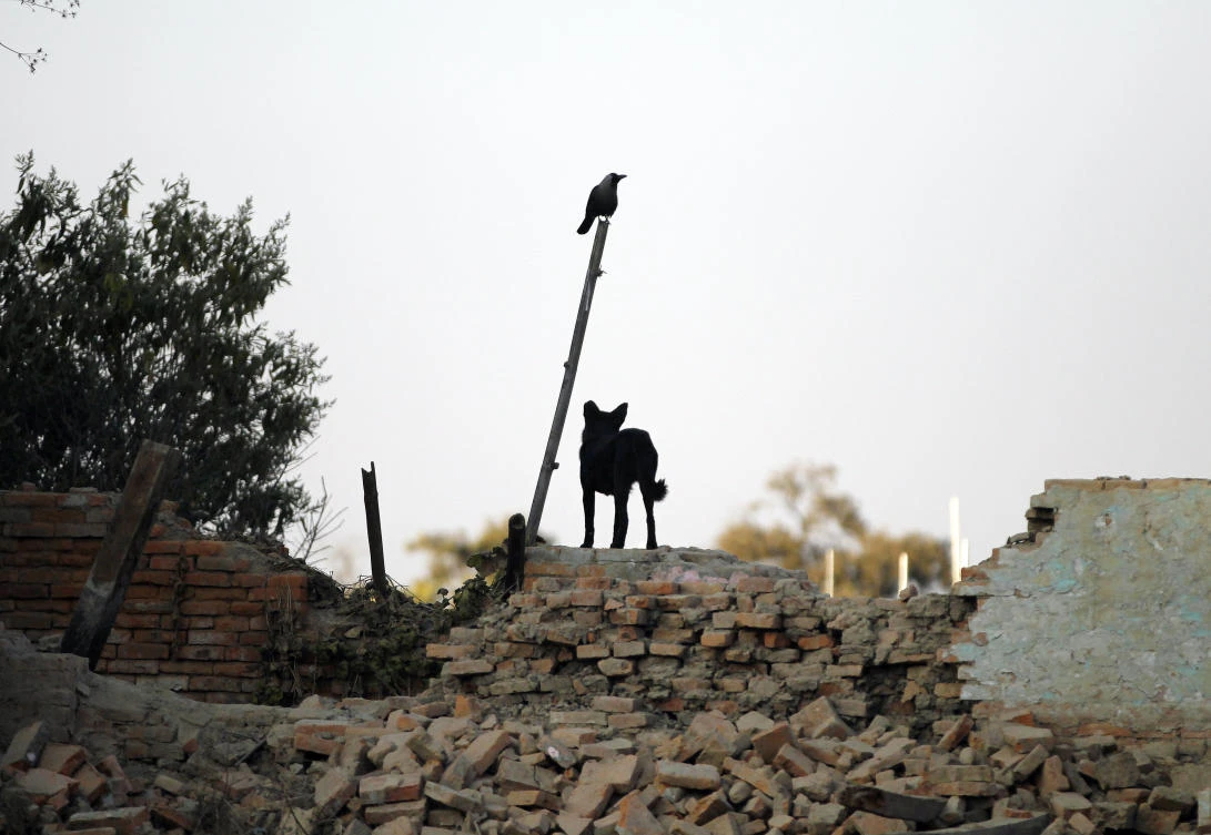 The dogs surrounded the child as she left her family home to go outside. (AP)