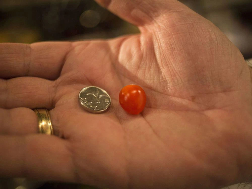 Above, Shaul Ben Aderet, a well-known Israeli chef who owns three restaurants, holds a small drop tomato. Aderet says the new strand is packed with flavor and will spawn an infinite number of new recipes. (AP)