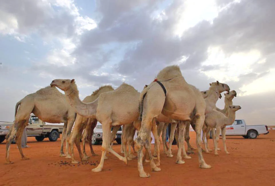 In this file photo, Camels are seen during the King Abdulaziz Camel Festival in Rimah Governorate, north-east of Riyadh, Saudi Arabia, Mar. 29, 2017. (REUTERS)