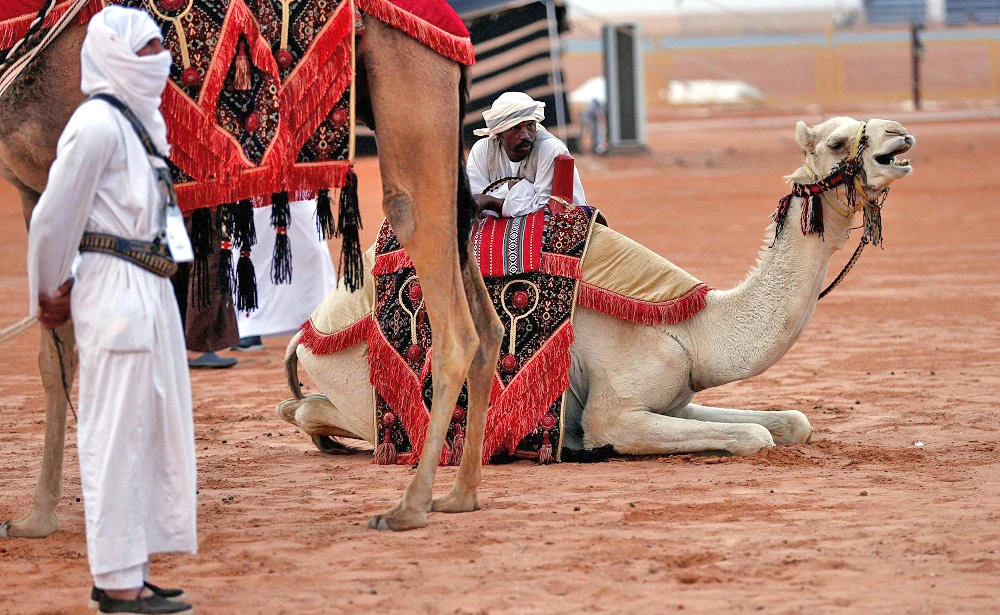A man leans against a camel during the King Abdulaziz Camel Festival in Rimah Governorate, north-east of Riyadh, Saudi Arabia, Mar. 29, 2017. (REUTERS)