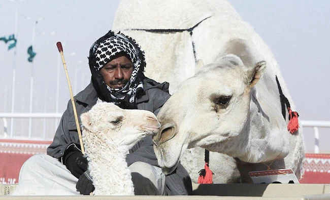 Mother camel leaves race to check on newborn in Sayaheed
