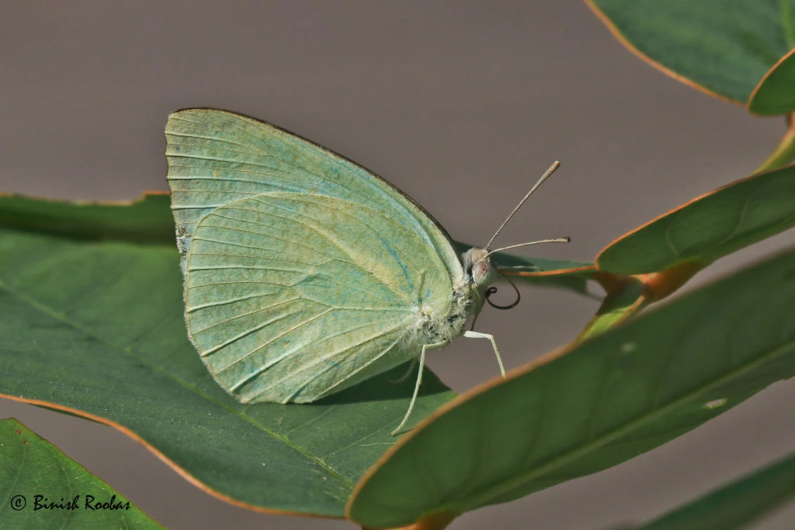 A Mottled Emigrant, Catopsilia pyranthe, which is a medium-sized, pale yellow butterfly common in India, which looks like a leaf when perched in vegetation. (Binish Roobas/WAM)