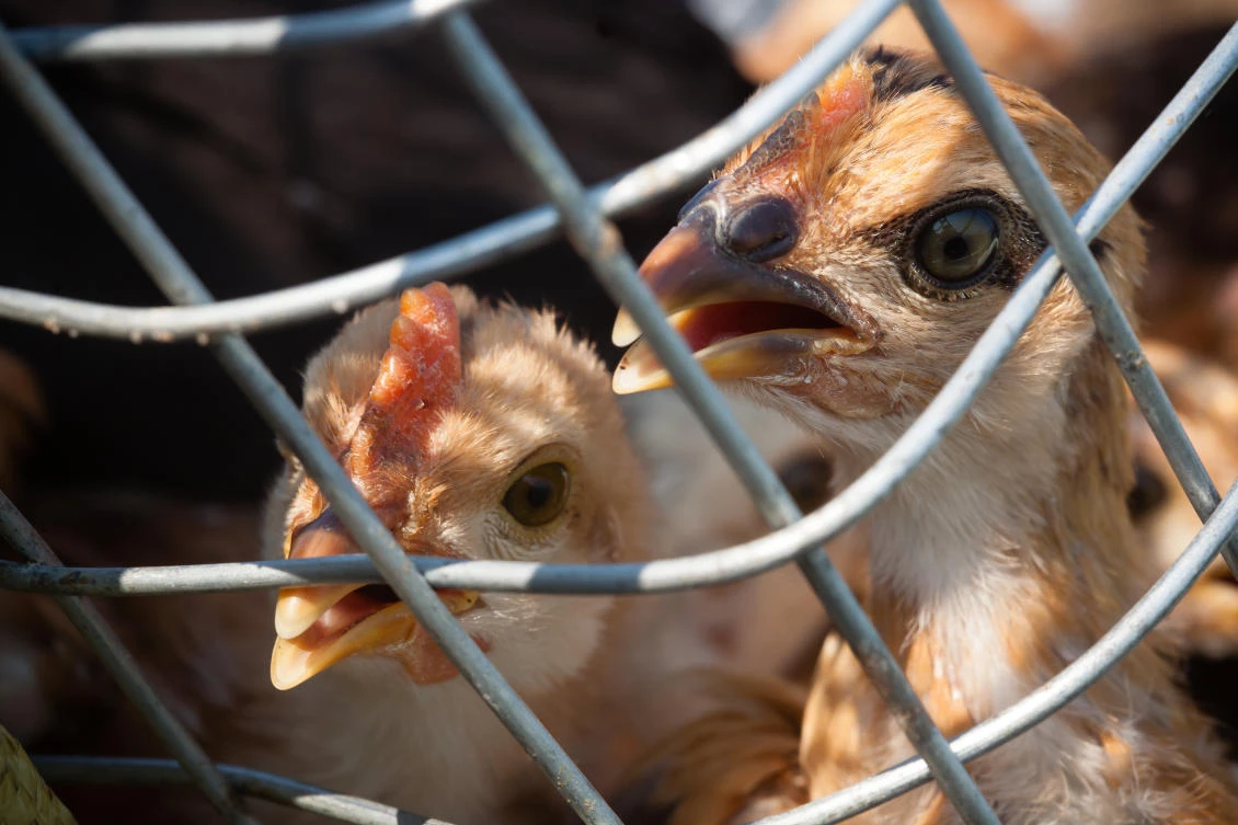 Officials killed at least 609 birds after locals reported that the animals were dying. (Shutterstock)