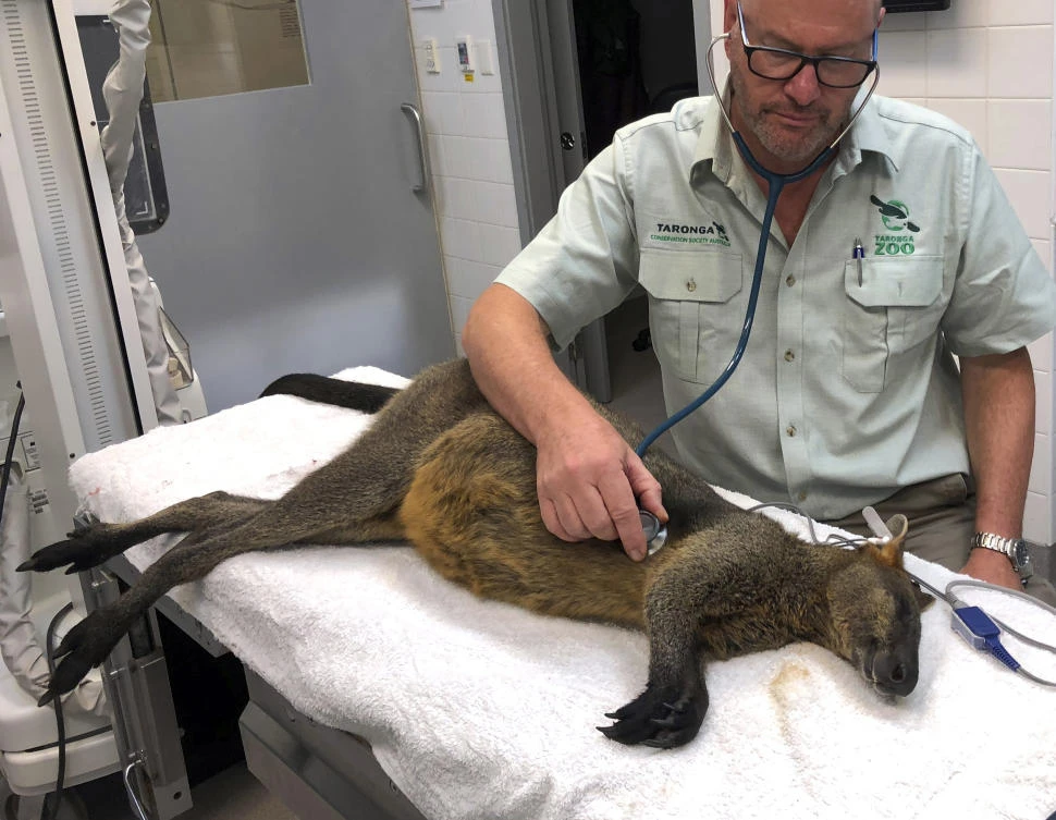 Wayward wallaby gets the jump on Australian police at Sydney tourist spot