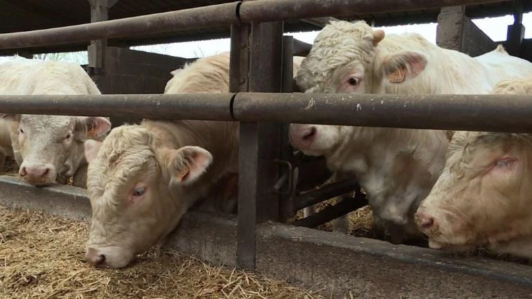 French brace for ‘massive’ imports of South American beef