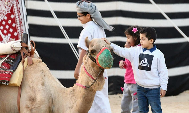 Chip implants to identify camels at Saudi national fair