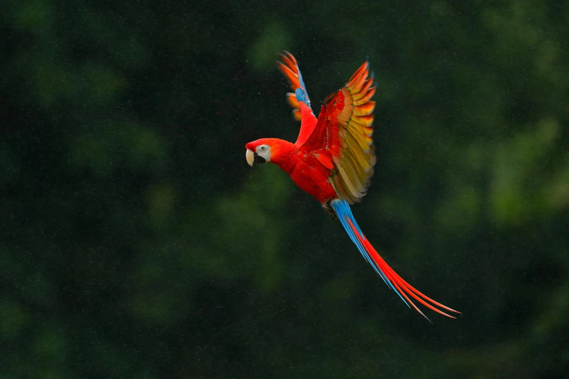 Agents find 244 parrots stuffed into bags, boxes in Mexico