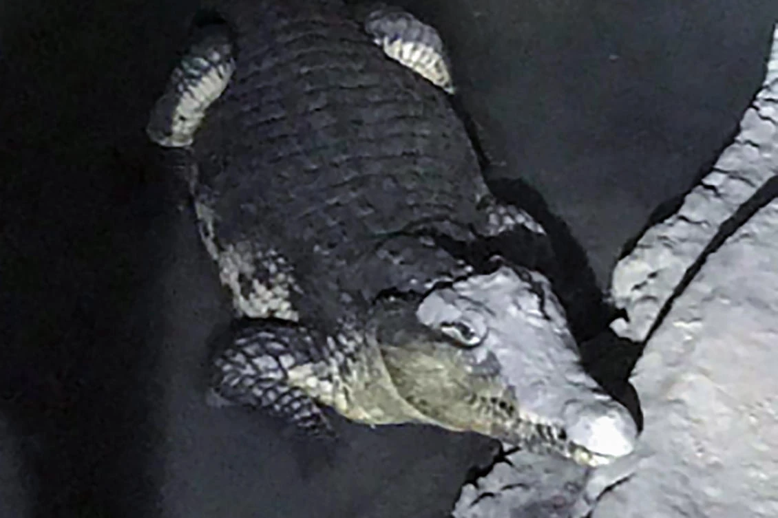 This undated handout picture obtained on the Russian Interior Ministry official website on January 19, 2018 shows a crocodile in the basement of a house in Saint Petersburg. (AFP)