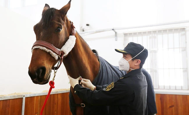 Saudi Arabia bans import of equines from France after anemia infection outbreak
