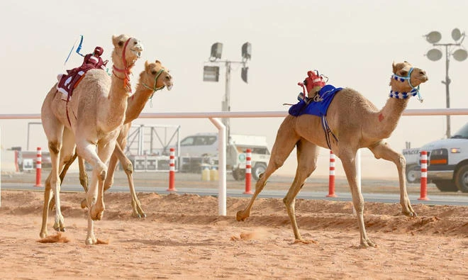 The competition featured 221 rounds, with categories including Haqaiq, Liqaya, Jizaa, Thanaya, Heel and Zamoul. (SPA)