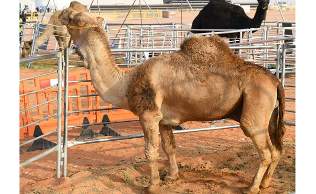The world's tallest camel. (SPA)