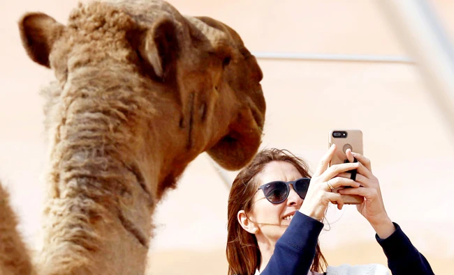 A woman takes a selfie as she stands next to a camel during King Abdul Aziz Camel Festival. (Reuters)