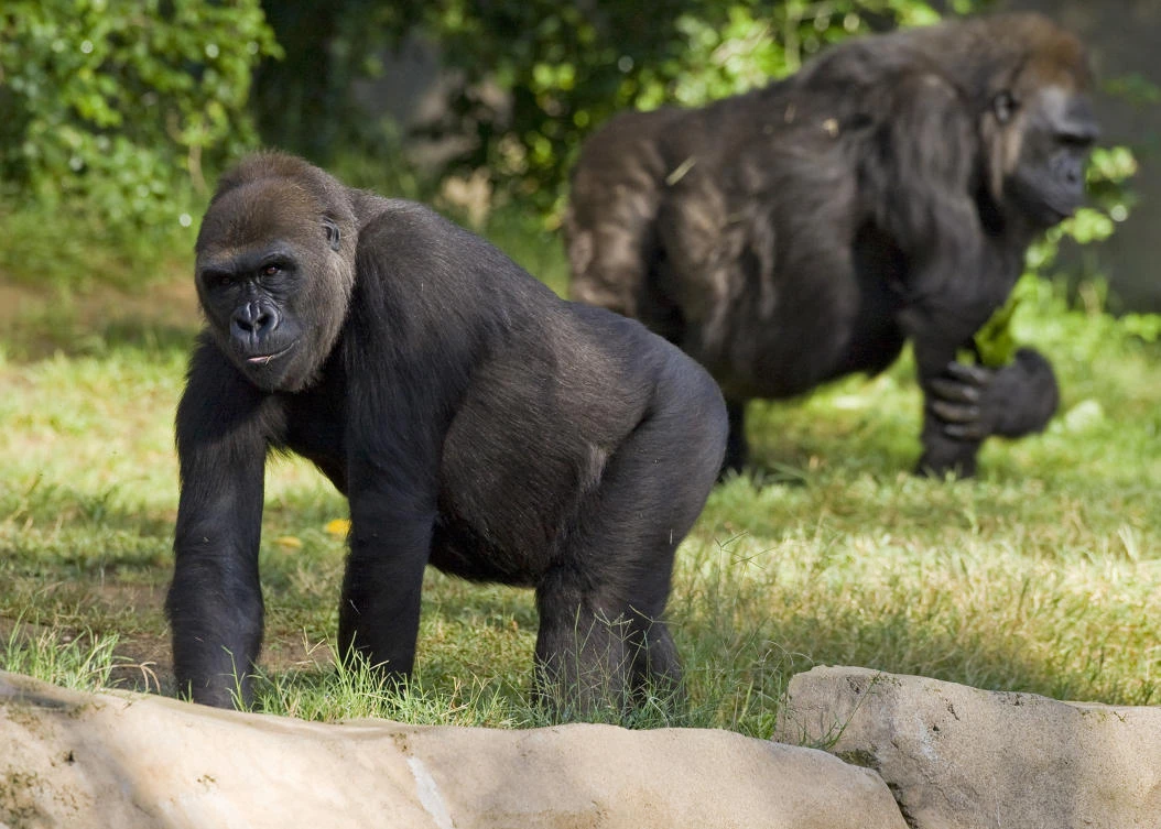 One of world’s oldest gorillas dies at San Diego Zoo
