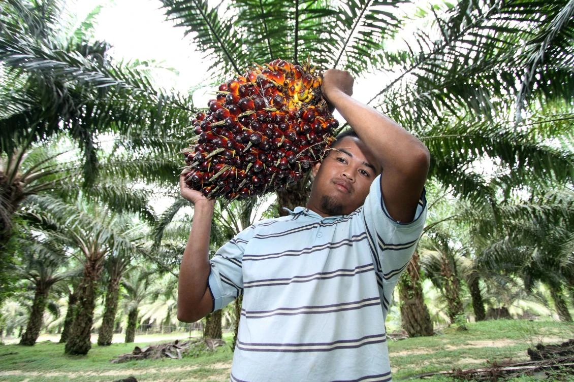 Malaysia reviews trade with EU after move to limit palm oil use - report
