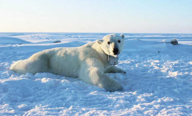 Climate change diet: Arctic sea ice thins, so do polar bears
