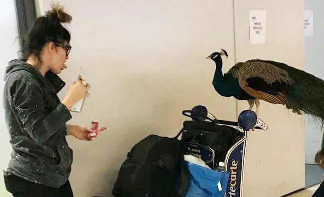 An emotional support peacock perches on a baggage trolley, as its owner tries to take it on a plane and was later denied flight, in Newark Liberty International Airport, New Jersey, U.S. in this January 27, 2018 photo obtained from social media. (REUTERS)