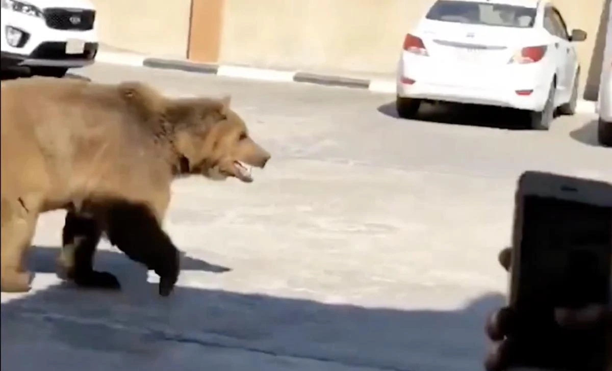 A video posted to social media Video showing an escaped Syrian brown bear lumbering through the streets of the Iraqi city of Basra has gone viral. (Screenshot)