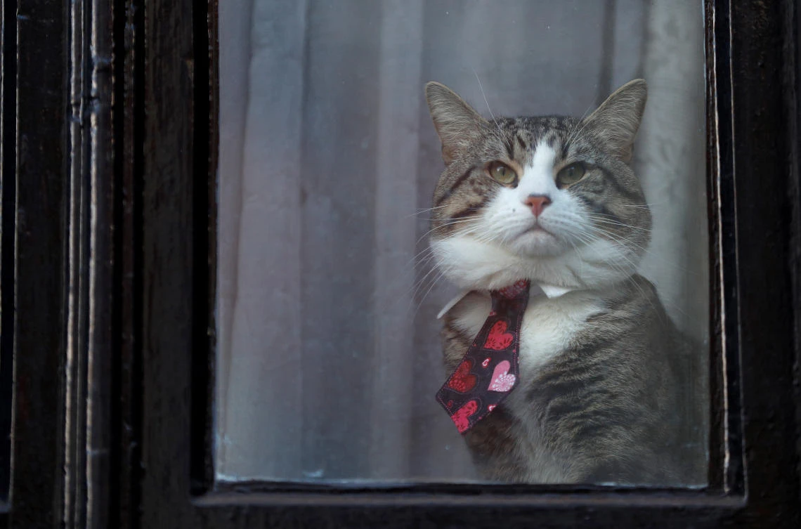 Julian Assange’s cat faces an extended stay in the Ecuadorean embassy in London. (Reuters)