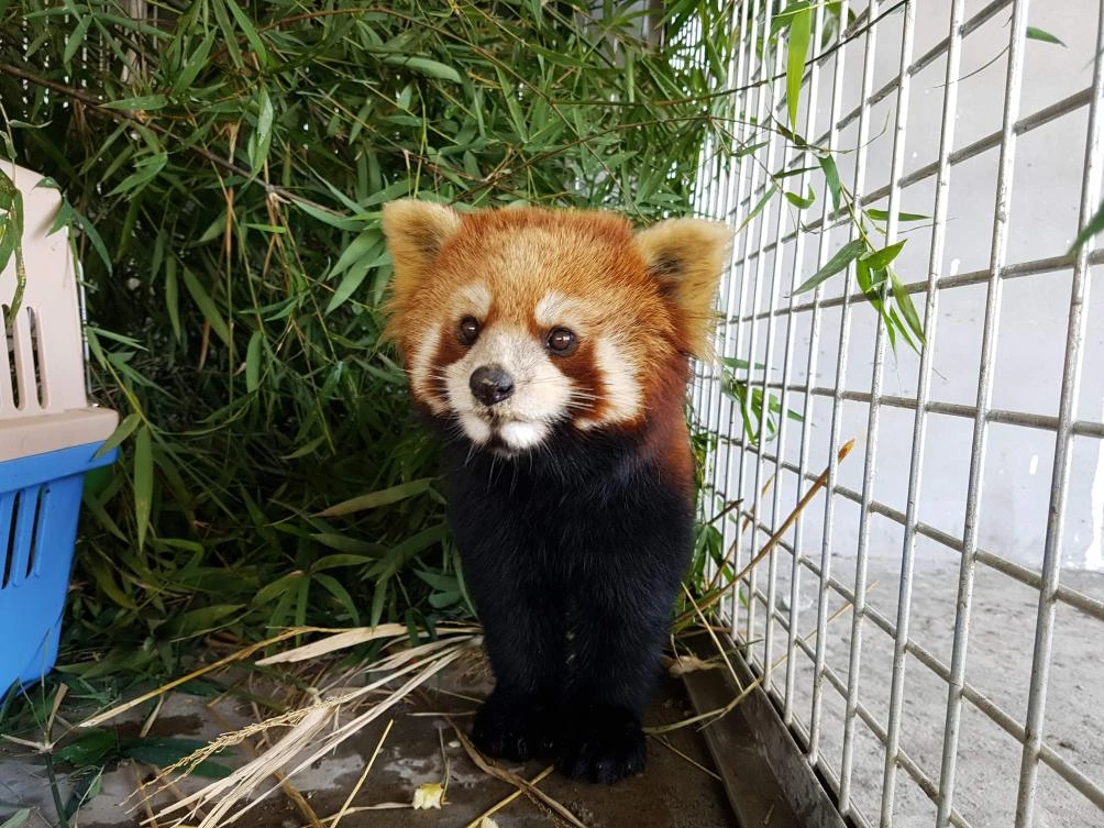 A handout from NGO Free The Bears shows one of three red pandas at the Free The Bears sanctuary after being confiscated from wildlife traffickers, in the Laos city of Luang Prabang. (Free The Bears via AFP)