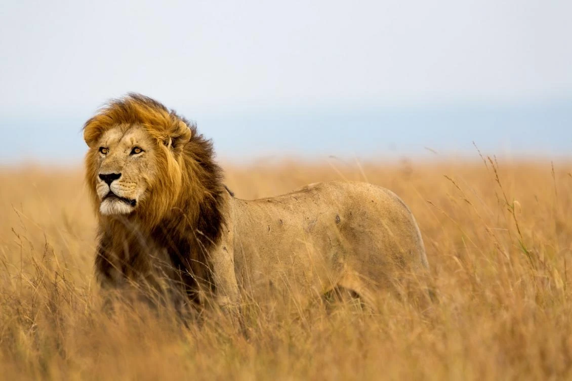 Suspected poacher eaten by lions in South Africa