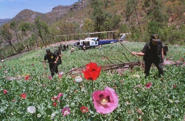 Mexican police destroy 1,190 acres of opium poppies