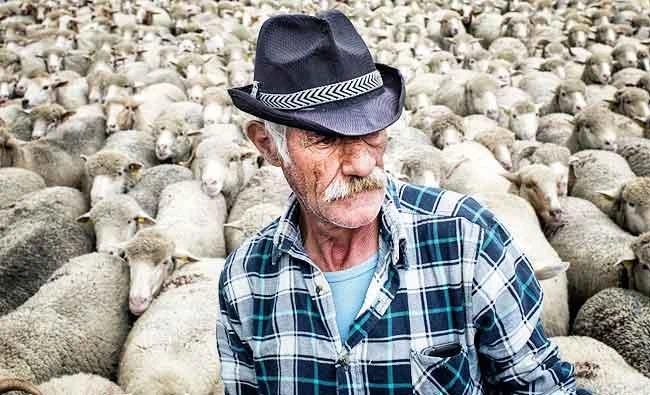 France to let wolf packs grow despite angry farmers